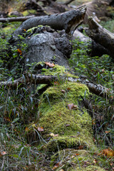 tree with moss