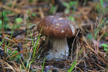porcini mushroom in a summer forest
