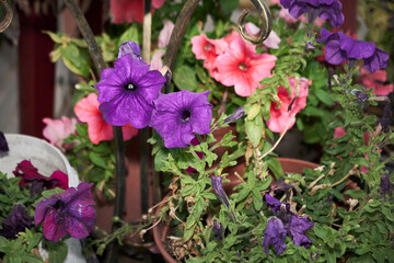 Vibrant Purple and Pink Petunias in Potted Garden
