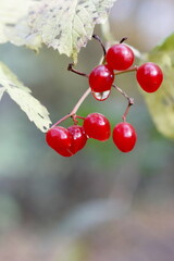 Krople wody na rożlinach w parku kampinoskim