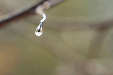 Krople wody na rożlinach w parku kampinoskim