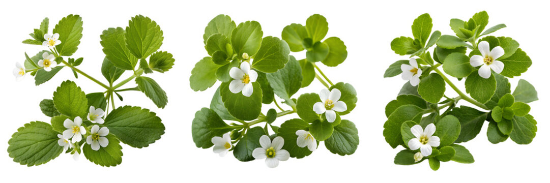 Set of natural bacopa a plant with flower isolated on a transparent background