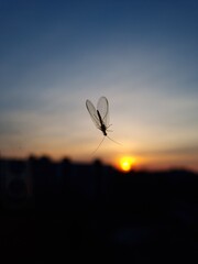 paraglider in the sunset