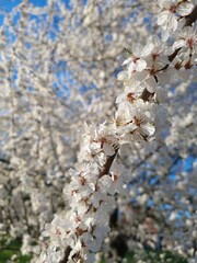 blooming cherry tree
