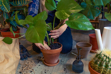 A person repotting a houseplant. © Paulina Tekiela
