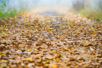 autumn landscape on foggy morning