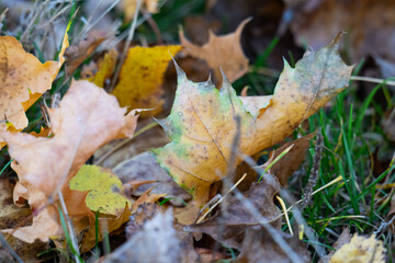 autumn landscape of yellow leaves