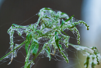 autumn landscape on foggy morning