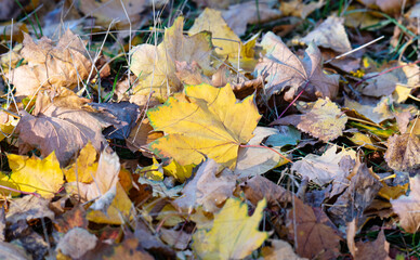 autumn landscape of yellow leaves