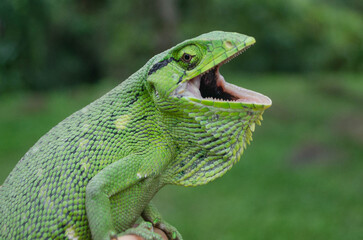 camaleón chamaleon © Abril