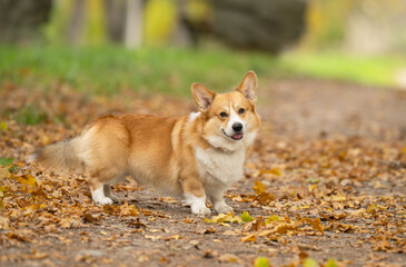 Corgis on an autumn walk