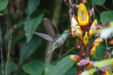 Colibrí hummingbird