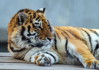 A close-up photo of a tiger