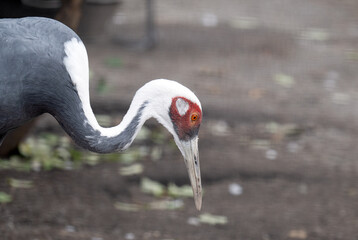 Obraz premium A close-up photo of a heron