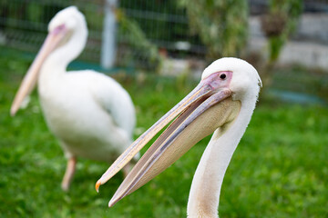 A close-up photo of a pelican