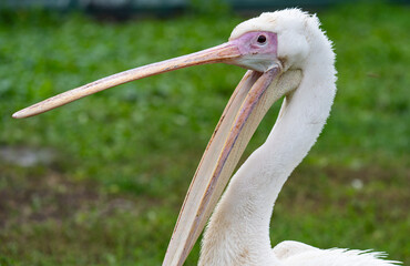 A close-up photo of a pelican