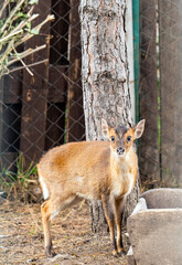 small antelope in a park