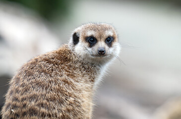Fototapeta premium photo of meerkats in a park