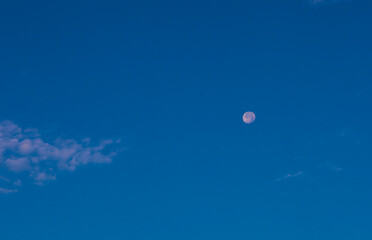 ​A single pale beige mushroom grows on a mossy, decaying log, next to a fallen oak leaf and vibrant green moss.