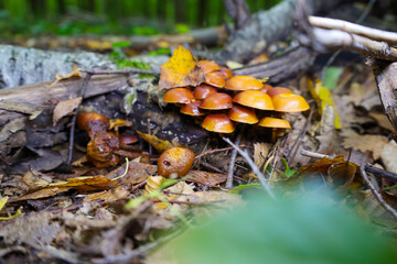 ​A vibrant cluster of orange-brown mushrooms grows on a log amidst fallen leaves and twigs, showcasing the rich colours of the autumn forest. The macro focus highlights the glossy caps and the details