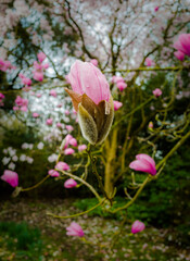 Pink Magnolia