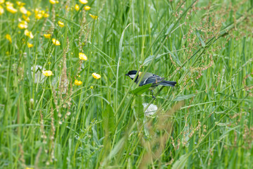 Great tit (Parus major) sitting on a blade of grass in Zurich, Switzerland