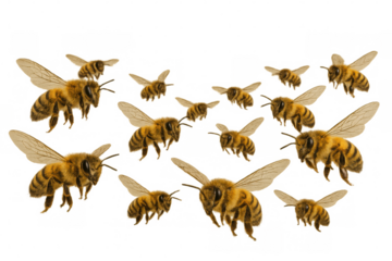Honey bees swarming, flying in group, working for pollination and honey production, transparent background