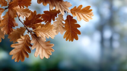 Three white pumpkins rest on a rustic wooden surface, adorned with vibrant orange autumn leaves, capturing the essence of fall