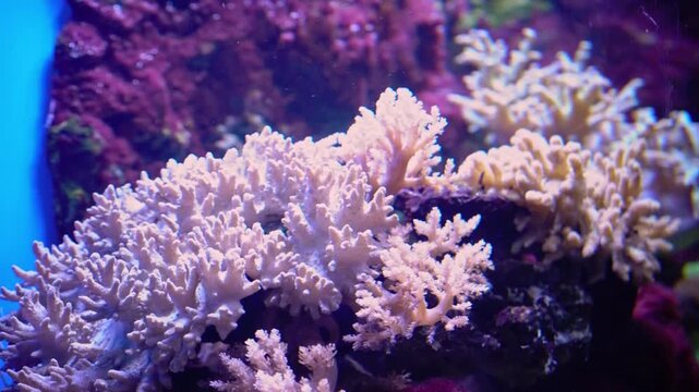 bunch of white coral with blue background
