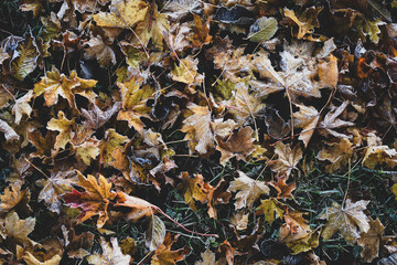 Frosty autumn leaves on the ground