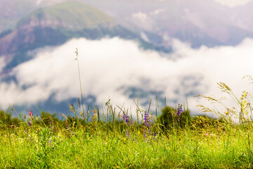 Summer meadow and mountains on horizon. L'Obiou in Alps, France.