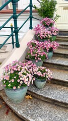 Pink flowers in pots on the steps