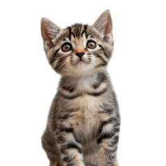 Obraz premium Kitten, young tabby with wide curious eyes looking upwards, cutout, PNG isolated on transparent background