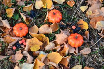 Miniature decorative pumpkins and plastic spiders on fallen autumn leaves. Atmospheric fall composition symbolizing Halloween and harvest season, captured outdoors.