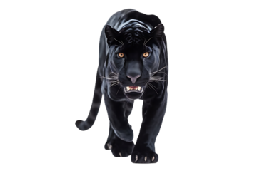 Black panther, powerful with glowing orange eyes walking forward with its mouth slightly open, cutout, PNG isolated on transparent background