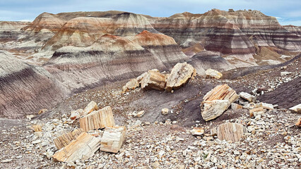 petrified wood, Petrified Forest painted desert