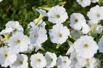 Petunia blossom. White petunia garden flower growing. Petunia flower in nature. Summer nature. White inflorescences of flowering plant. Flower of petunia. Flowering background