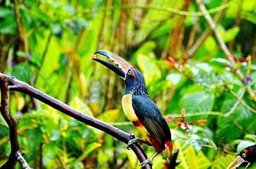 Collared aracari near Bijagua de Upala in Costa Rica.