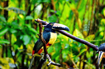 Collared aracari near Bijagua de Upala in Costa Rica.