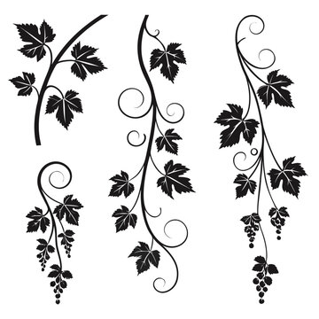 Vector art of grapevine silhouette
