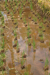 Close-up of young rice plants growing in a flooded paddy field in Langkawi, Malaysia. The reflection of the sky and surrounding vegetation creates a natural, serene atmosphere