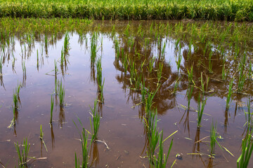 Close-up of young rice plants growing in a flooded paddy field in Langkawi, Malaysia. The reflection of the sky and surrounding vegetation creates a natural, serene atmosphere