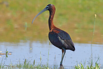 Glossy Ibis wandering around the lake