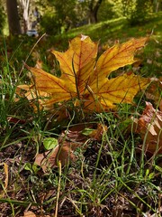 fallen autumn leaves