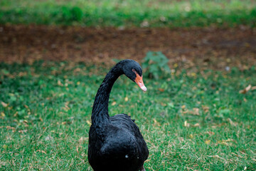 Obraz premium Black swan bird - portrait photograph