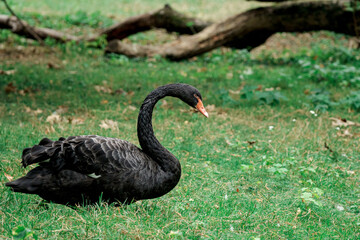 Obraz premium Black swan photograph, portrait of a swan, bird