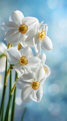 Obraz premium White Daffodils in Bloom Against a Soft Blue Background During Springtime