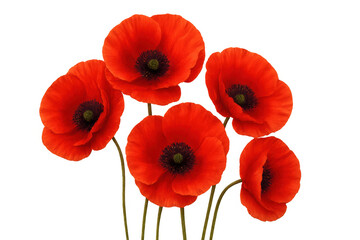 Obraz premium Red poppy flowers symbolizing remembrance and peace, vibrant petals with dark centers, multiple stems, transparent background
