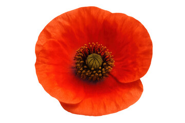 Red poppy flower showing intricate details of its petals and stamen, isolated on a transparent background
