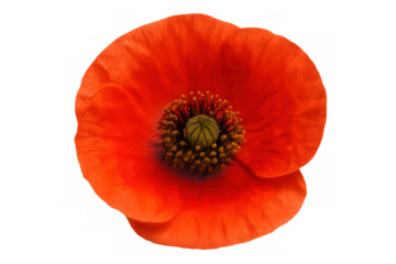 Red poppy flower showing intricate details of its petals and stamen, isolated on a transparent background
